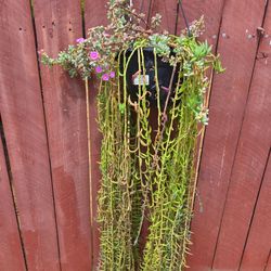  Hanging Suculent Platanillo Plant 