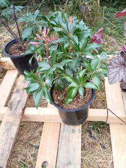 Decorative Landscape Plants DEAL!