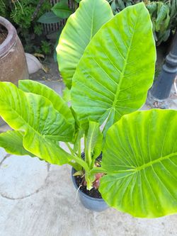 Large Elephant Ear Plant (Alocasia/Colocasia)