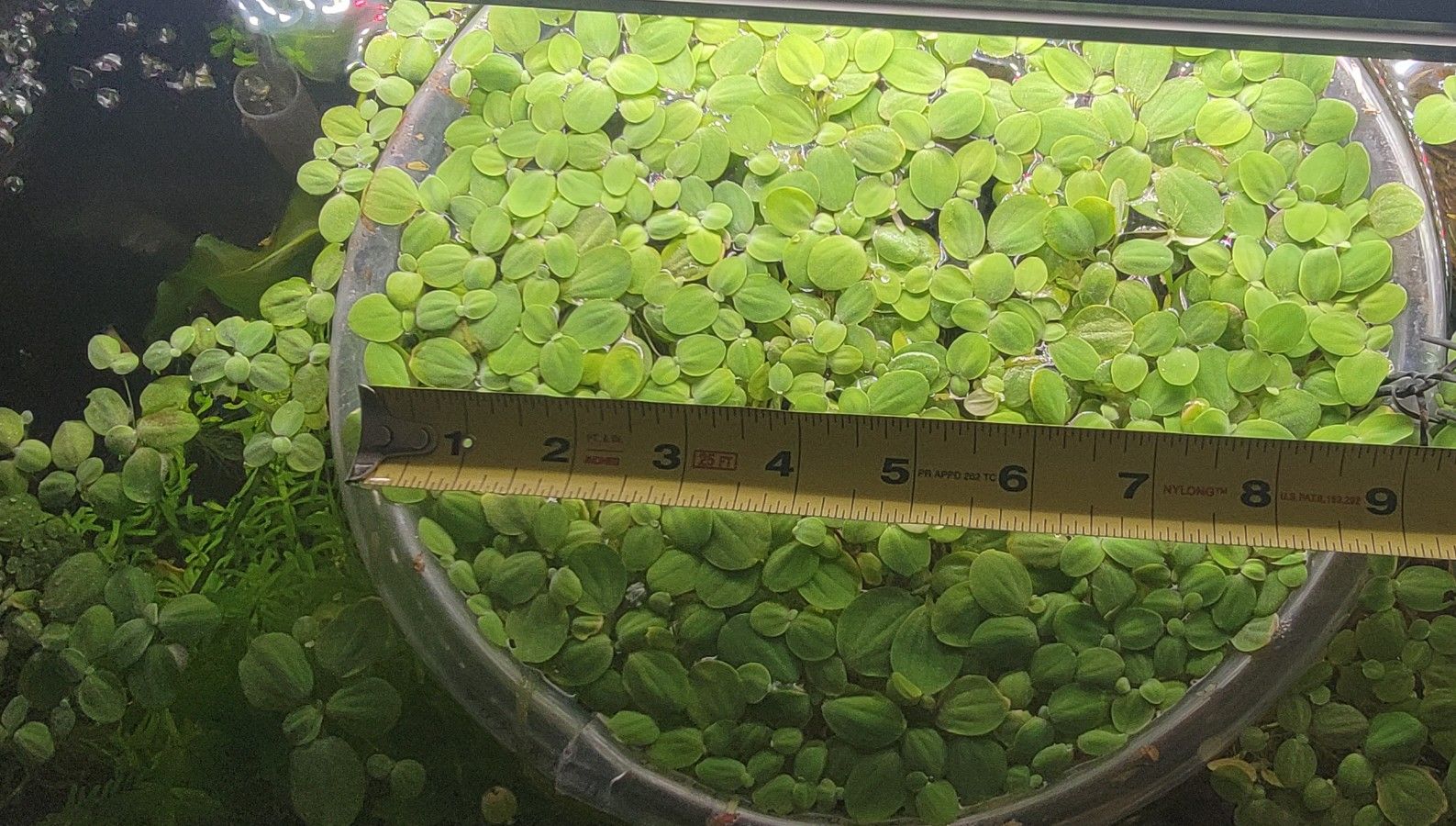 Dwarf Water Lettuce For Freshwater Aquarium - NO Duckweed, Snails Or Pests!