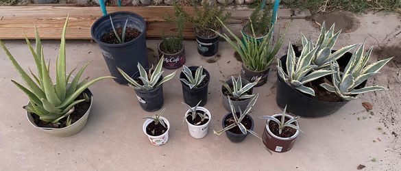 Agave Plants