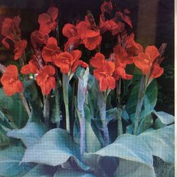 Canna Lily Just 5$