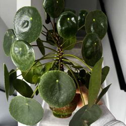 Money Plant Indoor House Plant