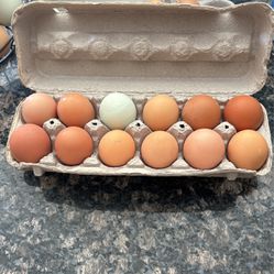 Backyard Fresh Eggs