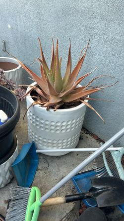 Large Aloe Vera Succulent Plant In Large White Vase / Savila