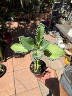 Mother of Thousands Succulent (Kalanchoe daigremontiana)