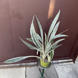 6” xl Sansiveria metálica silver