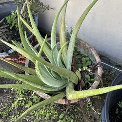 Aloe  plants