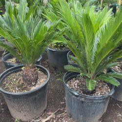 Sago Palm $$38 Each
