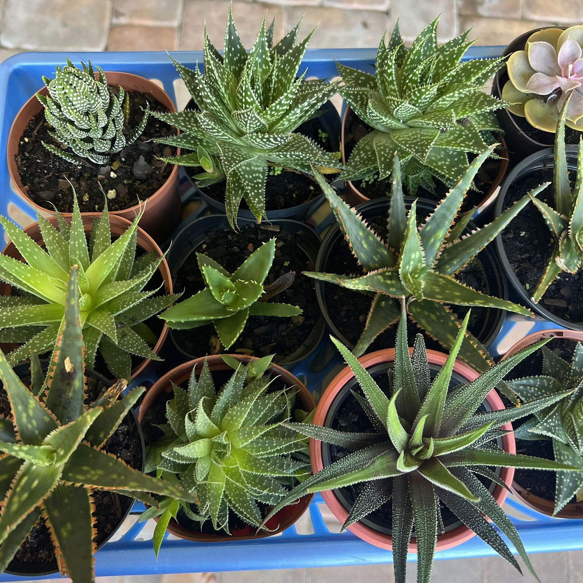 Variety Of Succulent Plants. $3–$5 each depending on size.