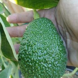 Grafted Dwarf Hass Avocado 15 Gallons 6 Ft Tall 😃🌿🌿🌿🥑🥑🥑