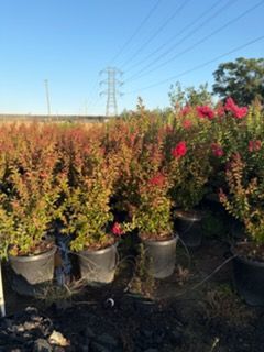 Crepe myrtle