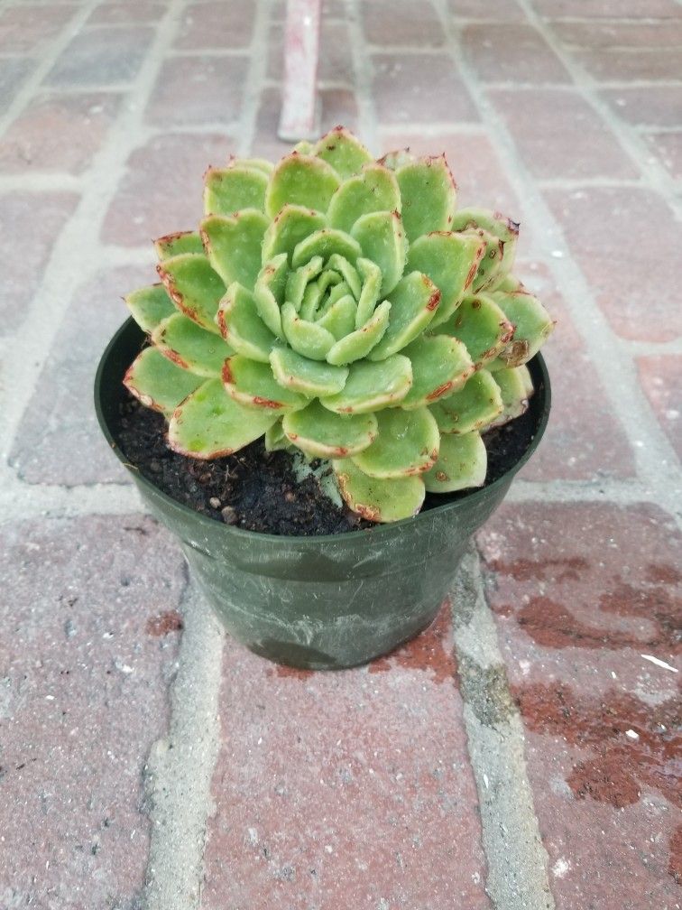 Potted Plant