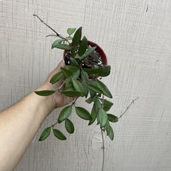 4” hoya rosita