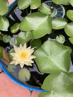 Yellow Water lily