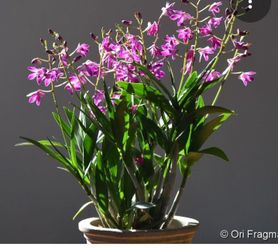Dendobrium Kingianum orchid