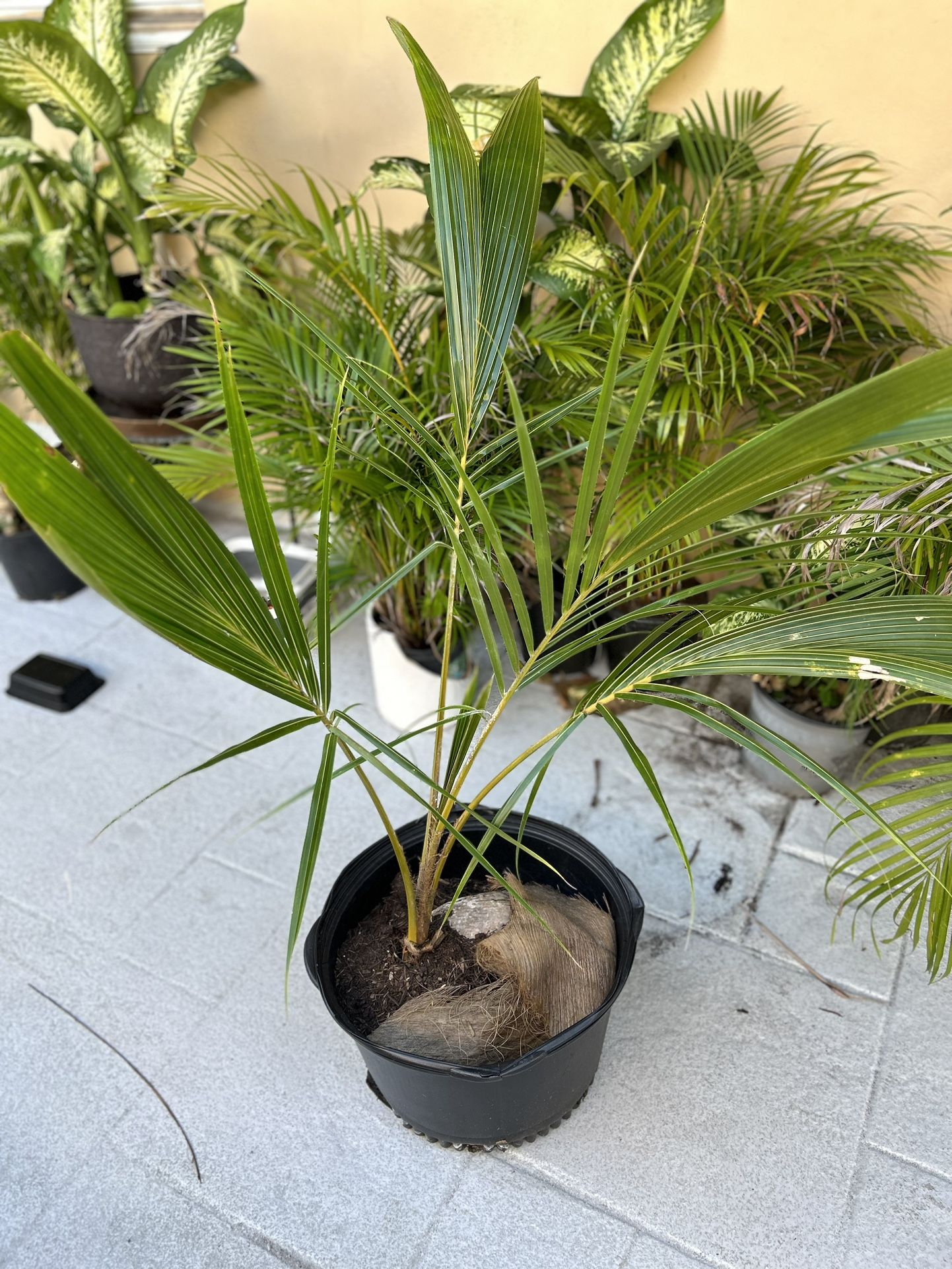 Coconut Trees