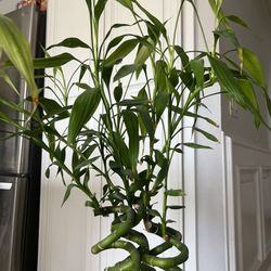 5 Stalks of Curly Bamboo Plant