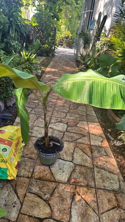 Banana plant