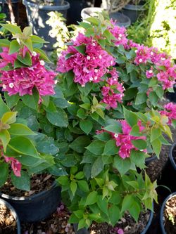 Variedad De Plantas $5dls+ And+UP++