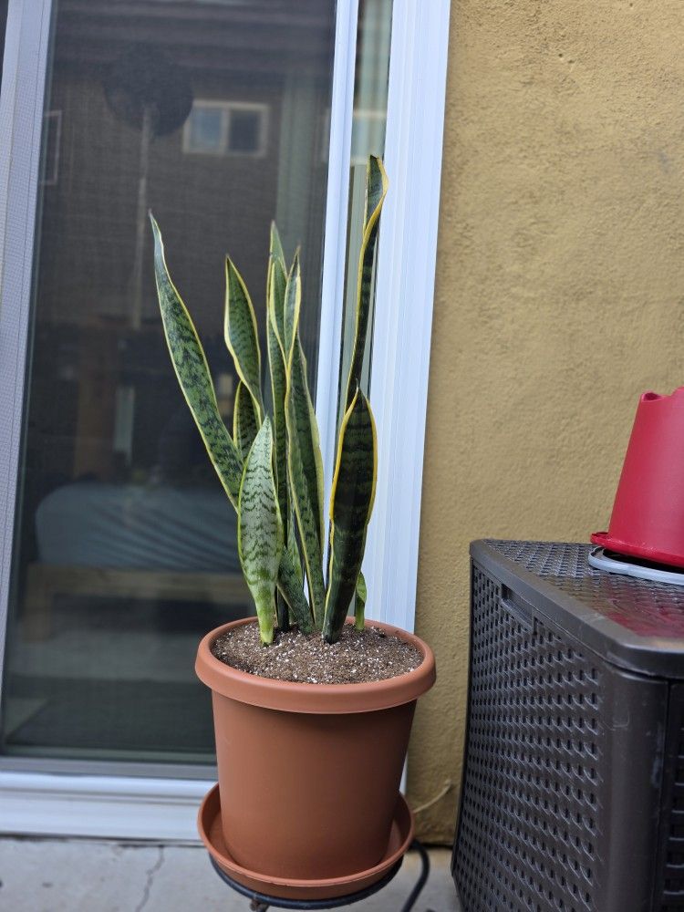 Snake Plant