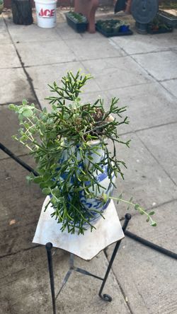 Suculenta  tiene dos plantas, un jarrón