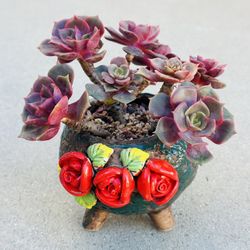 Succulents plants （Dahongpao）