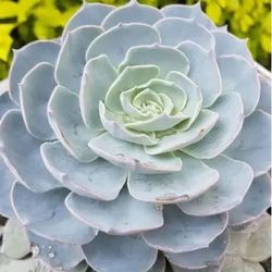 Succulent Plants
