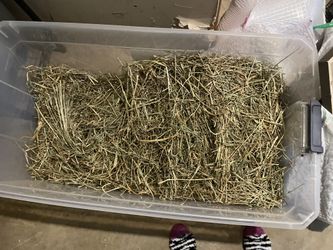 Free Guinea Pig hay And Shavings