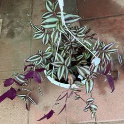 Tradescantia