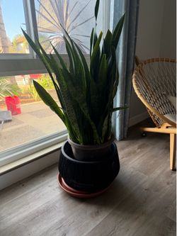 Large Snake Plant
