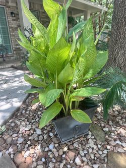 Canna Lilly