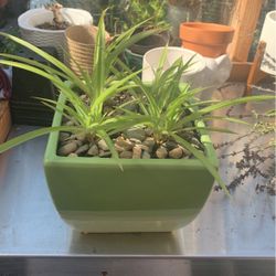 Green Ceramic Planter Pot With 4 Rooted Spider Plants 6” Tall 7.5” Wide