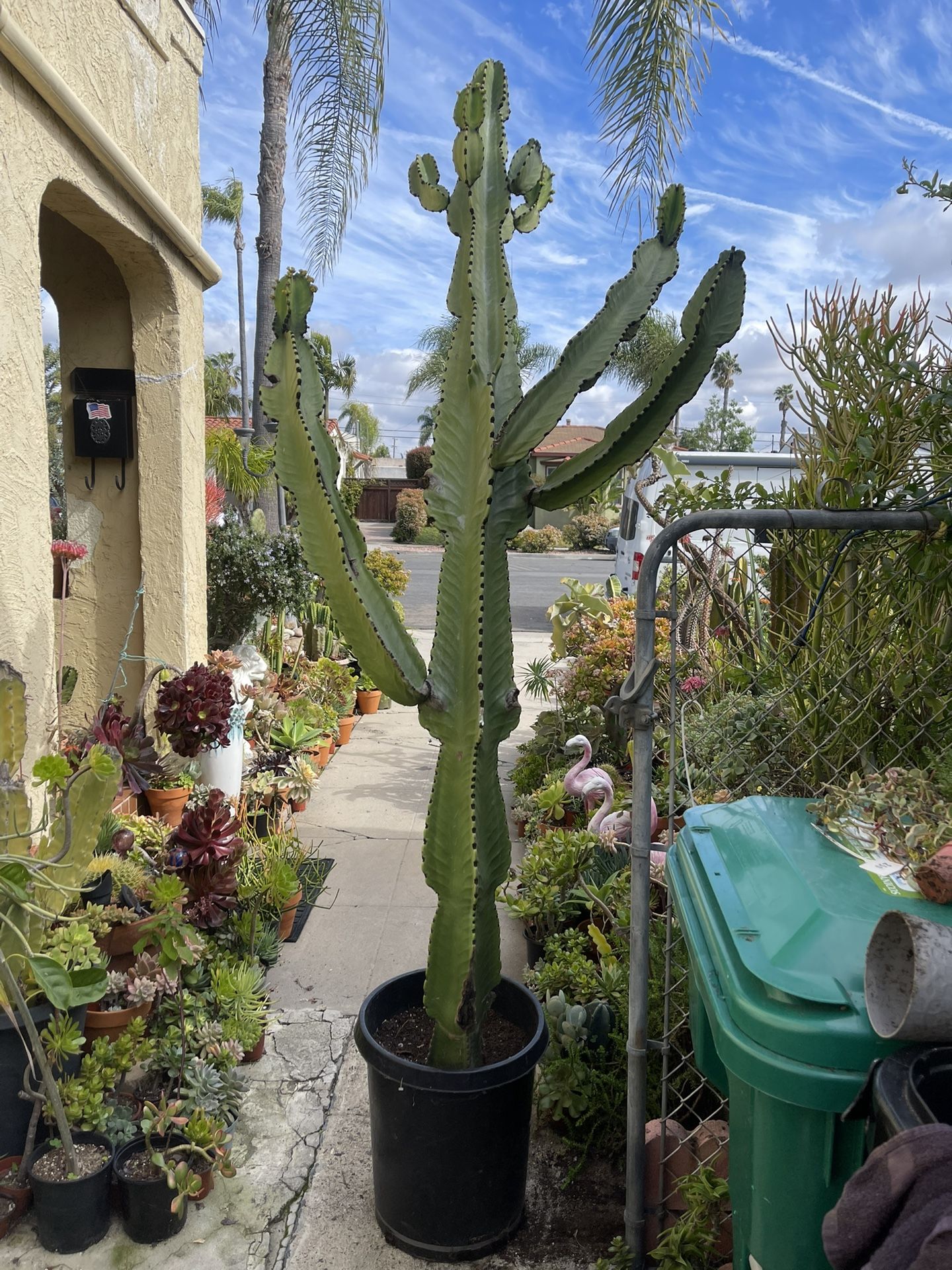 Euphorbia Candelabra Cactus 8ft