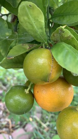 Kumquat 5$ Pound. Tắc Tròn Việt Nam