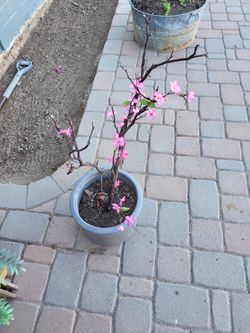 Flowering Tree in Gray Pot