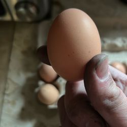 Farm Fresh Plymouth Rock Hen Eggs 