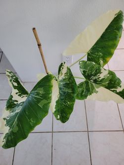 Varigated allocasia