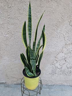 Sansevieria Laurentii- Snake Plant