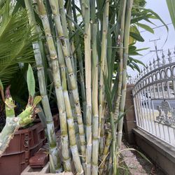Sugar Cane Plant For Sale $7 Each 