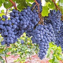 Mars Grapes Vine Tree😃🌿🌿🌿🌿🍇🍇🍇🍇