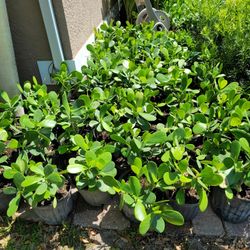 Plante Calusia Podocarpus Christmas Palm