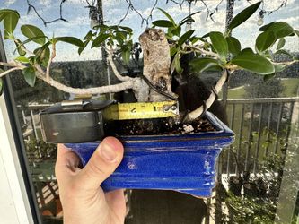 Bonsai Ficus Tree 