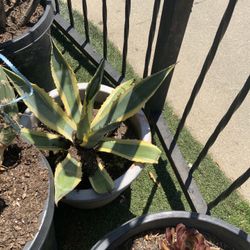 Agave In 5 Gallon Ceramic Pot 