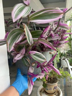 Tradescantia inch plant
