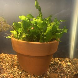 JAVA FERN Trimmings, Freshwater Aquarium Plants