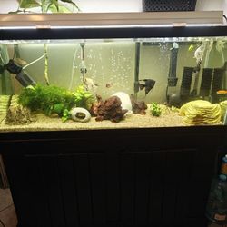 Fishtank, Fish And Accessories 