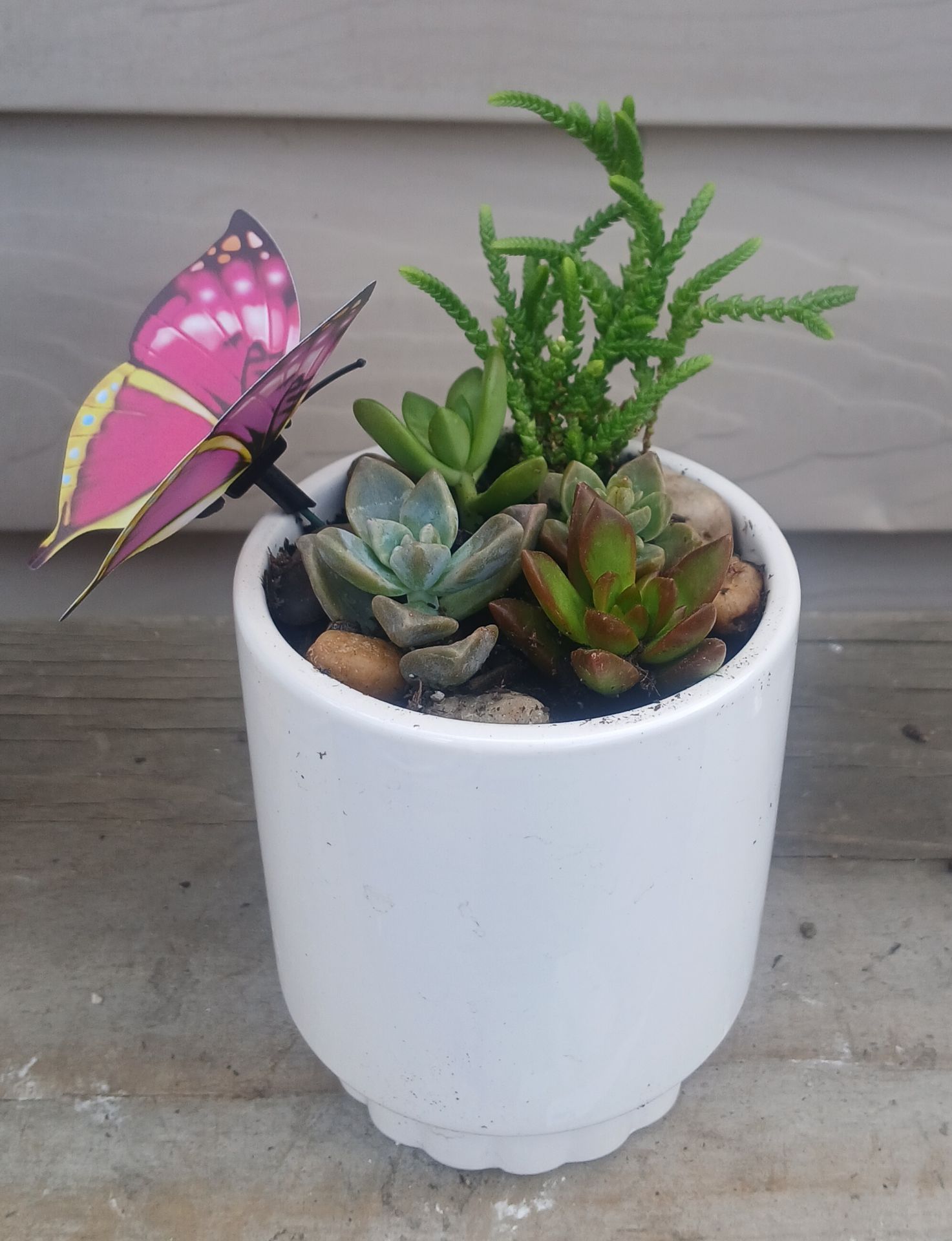 Succulent Mix Pot 🪴