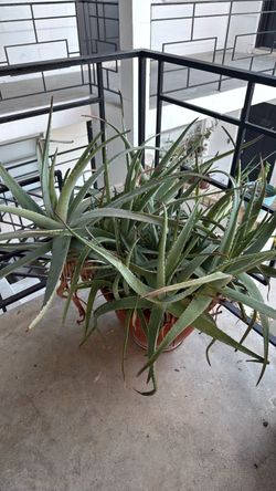 Large Potted Aloe Vera Plant