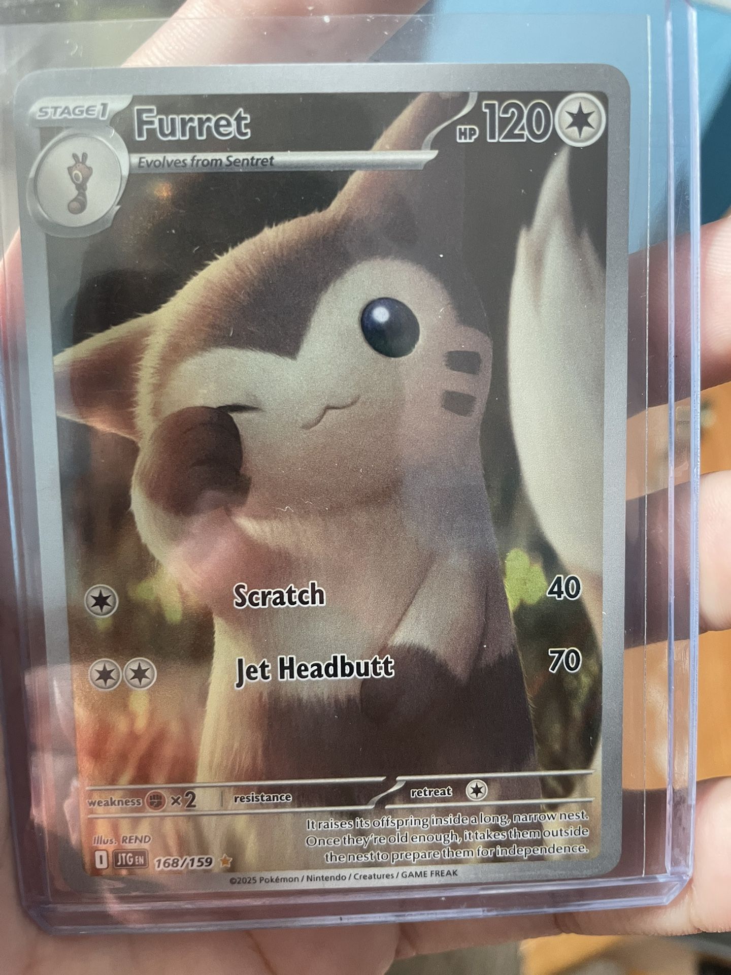 Furret